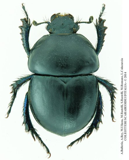 Jekelius brullei brullei, maschio